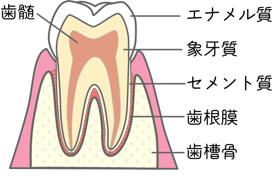 歯の説明
