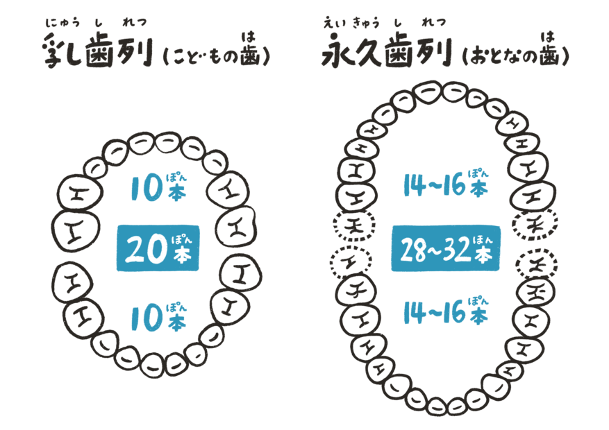 乳歯列・永久歯列と歯の本数
